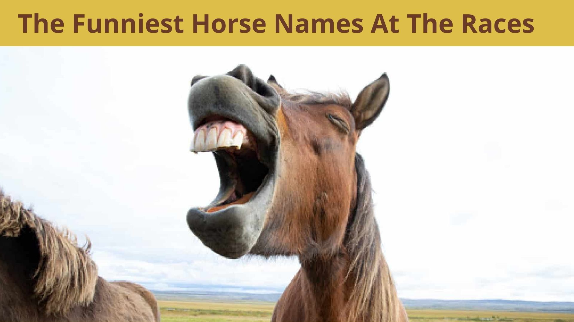 Funniest Horse Names